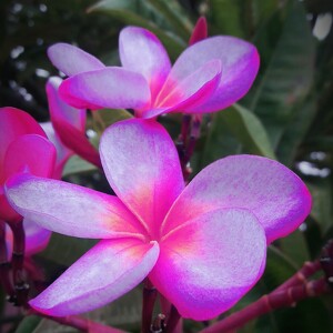 Fundraising Page: Ameenah Hamdi